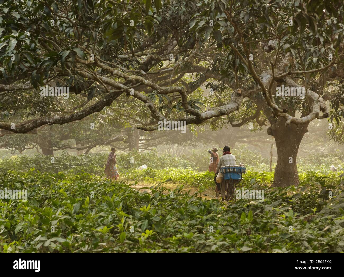 Un operaio scorre attraverso i verdi frutteti di mango intorno al sito archeologico di Gour a Malda. Foto Stock