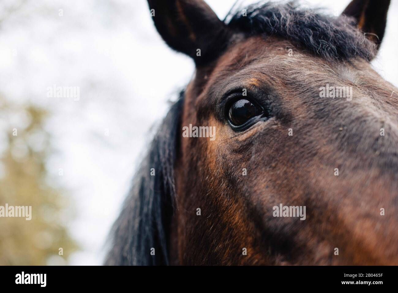 Primo piano di un occhio di cavallo dolce Foto Stock