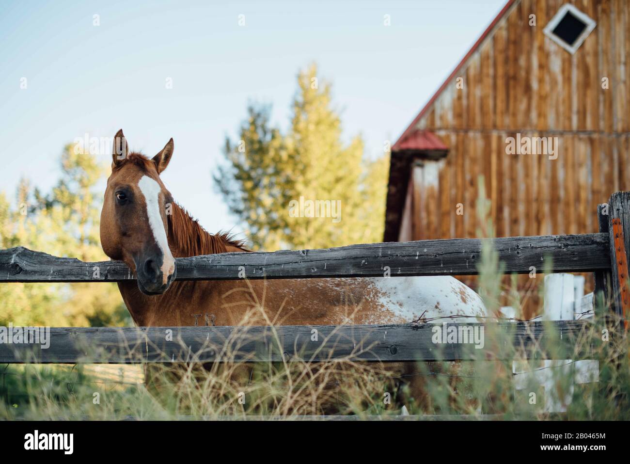 Un cavallo di fattoria in attesa del suo contadino Foto Stock