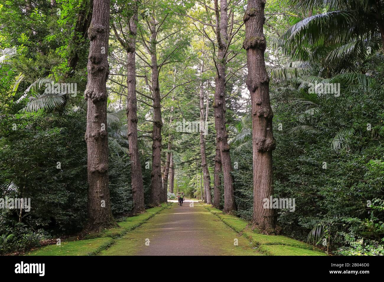 San Miguel, Portogallo - 15 Settembre 2019: persone divertendosi in Terra Nostra Garden Park a São Miguel Island, Furnas, Azzorre. Foto Stock