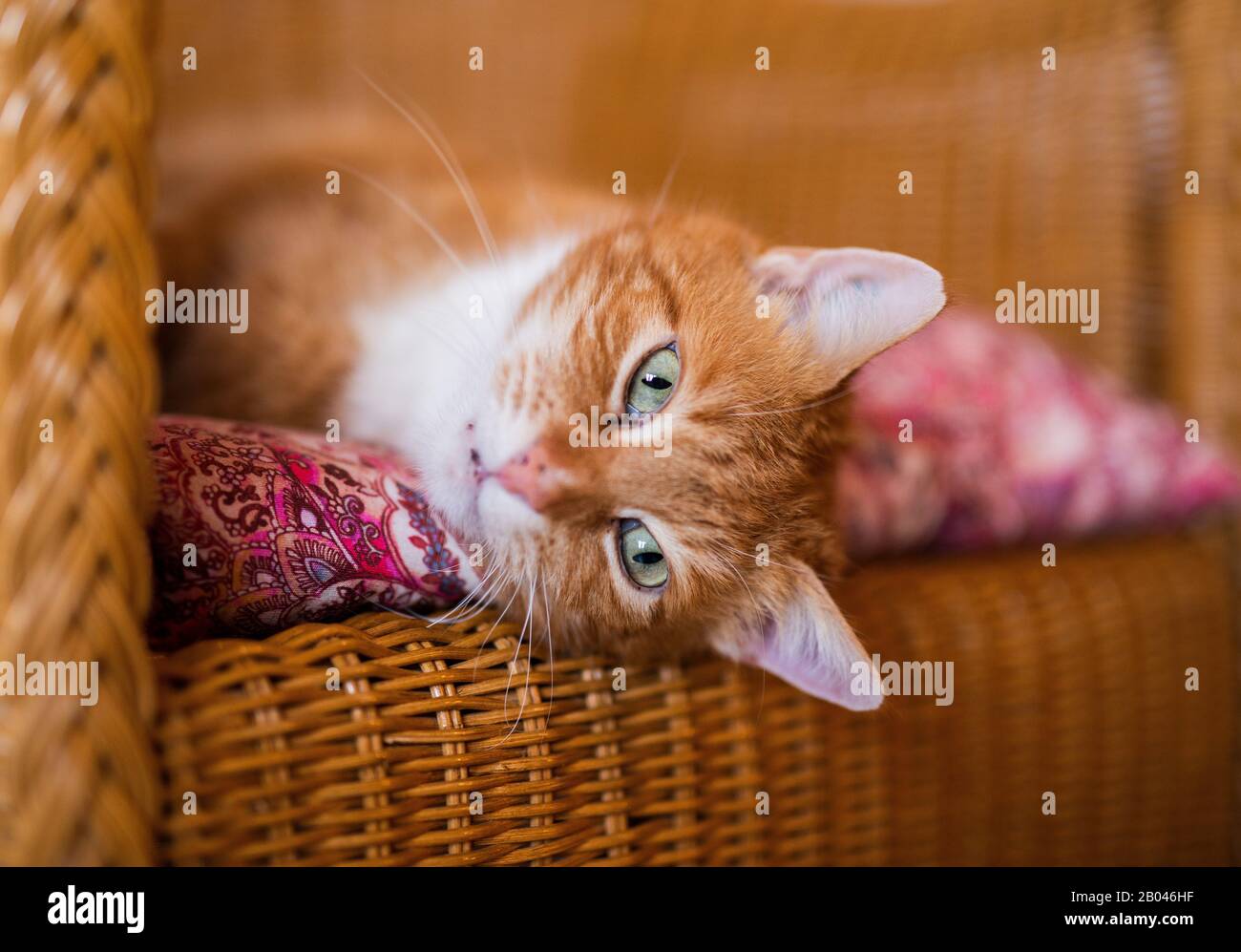 Un gatto rosso dolce e bello con grandi occhi verdi sta raffreddandosi su una sedia di rattan e guardando nella macchina fotografica. Foto Stock