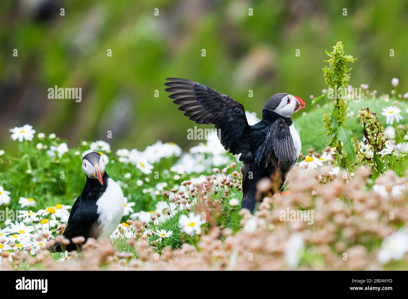 Due pulcinelle dell'Atlantico, Fratercola arctica, che si erge sulla cima delle scogliere a RSPB Sumburgh Head a Shetland. Foto Stock