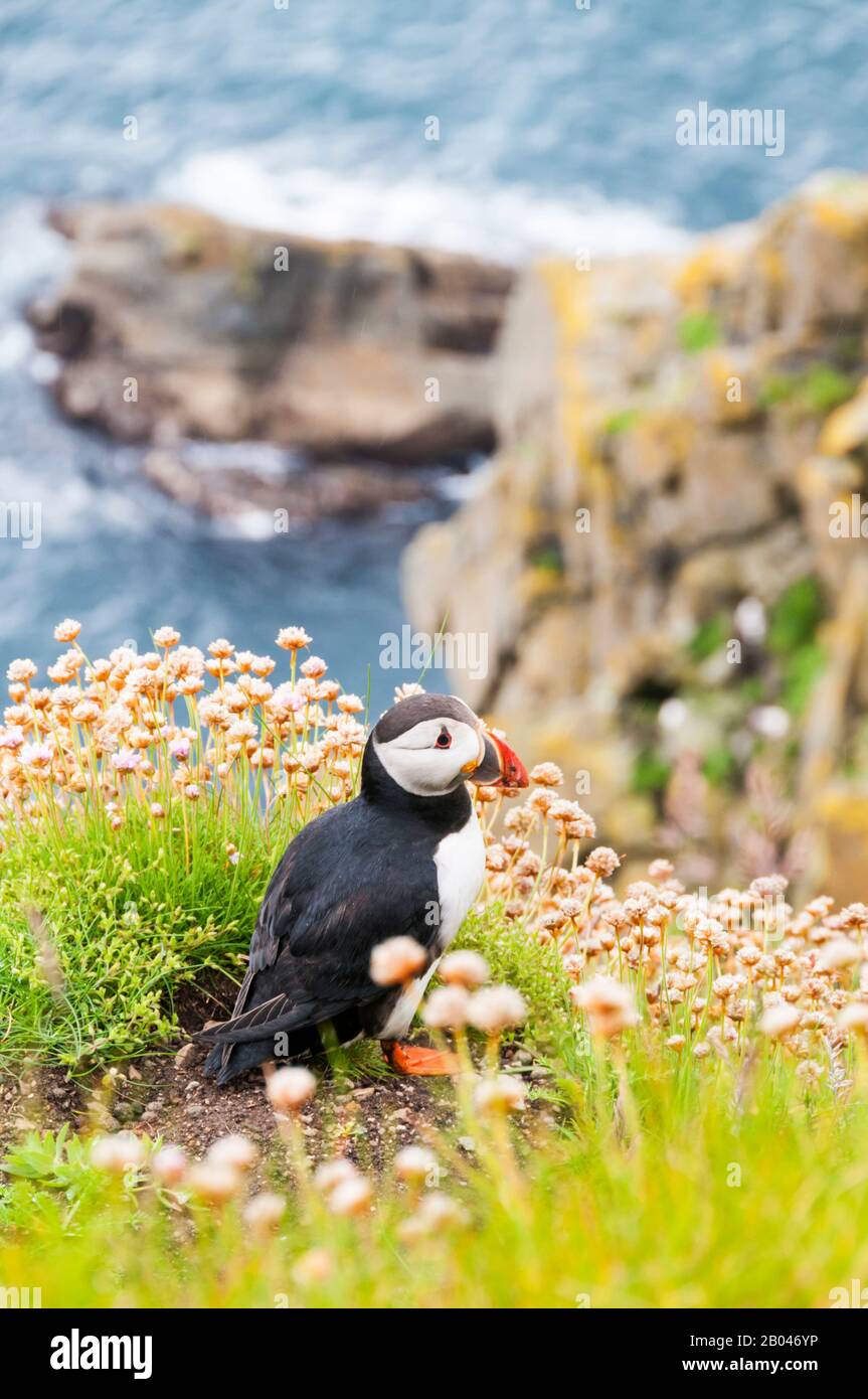 Puffin Atlantico, Fratercola arctica, in piedi sulla cima delle scogliere a RSPB Sumburgh Head in Shetland. Foto Stock