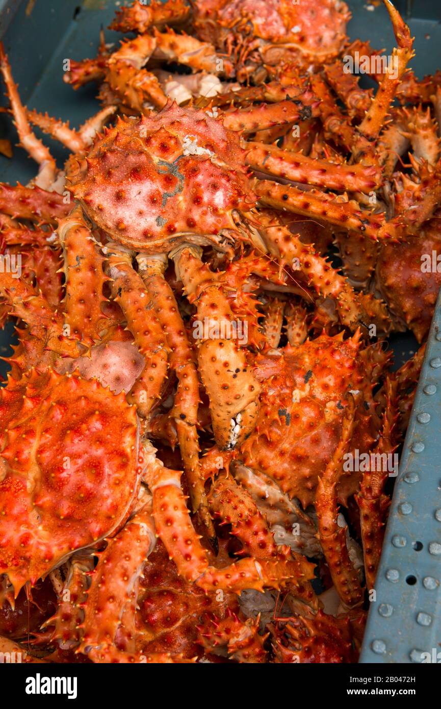 Mercato scena con primo piano di granchio re in vendita nella sala del mercato di Angelmo, Puerto Montt nel Cile meridionale. Foto Stock
