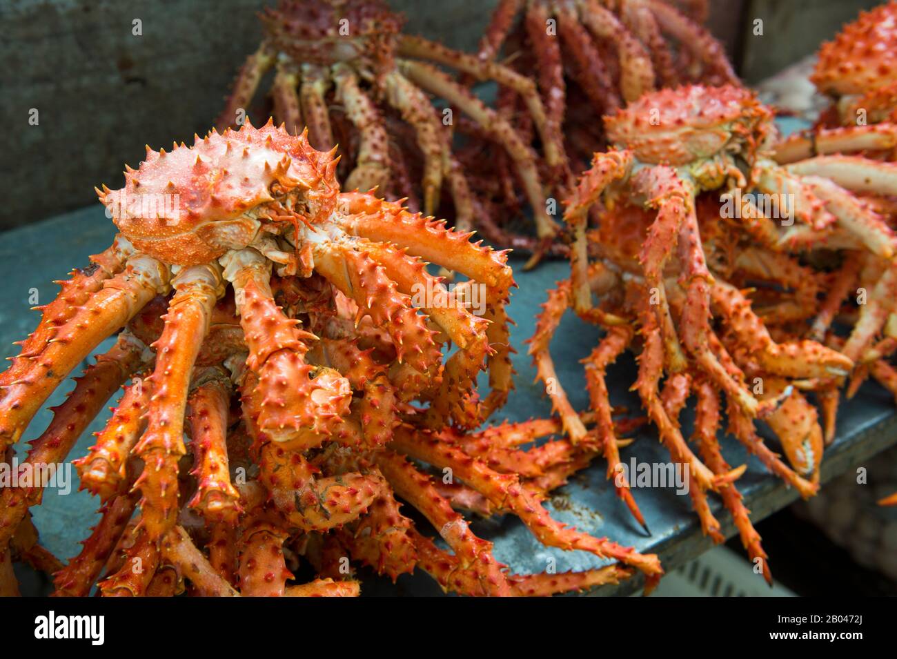 Mercato scena con primo piano di granchio re in vendita nella sala del mercato di Angelmo, Puerto Montt nel Cile meridionale. Foto Stock