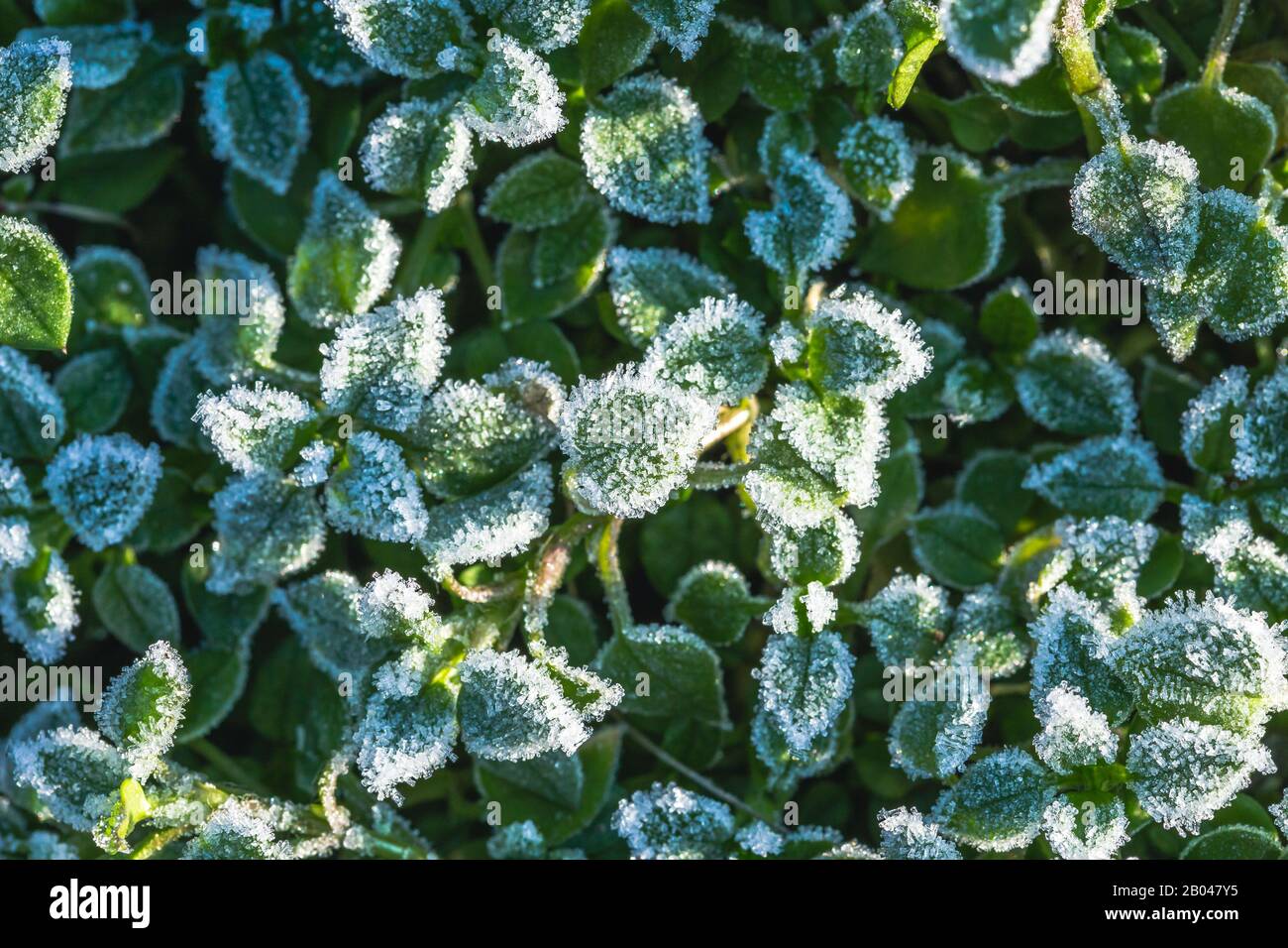 Fondo astratto con erba verde e foglie coperte di brina. Vista dall'alto. Cristalli di ghiaccio sull'erba verde dopo il primo gelo in inverno. Foto Stock