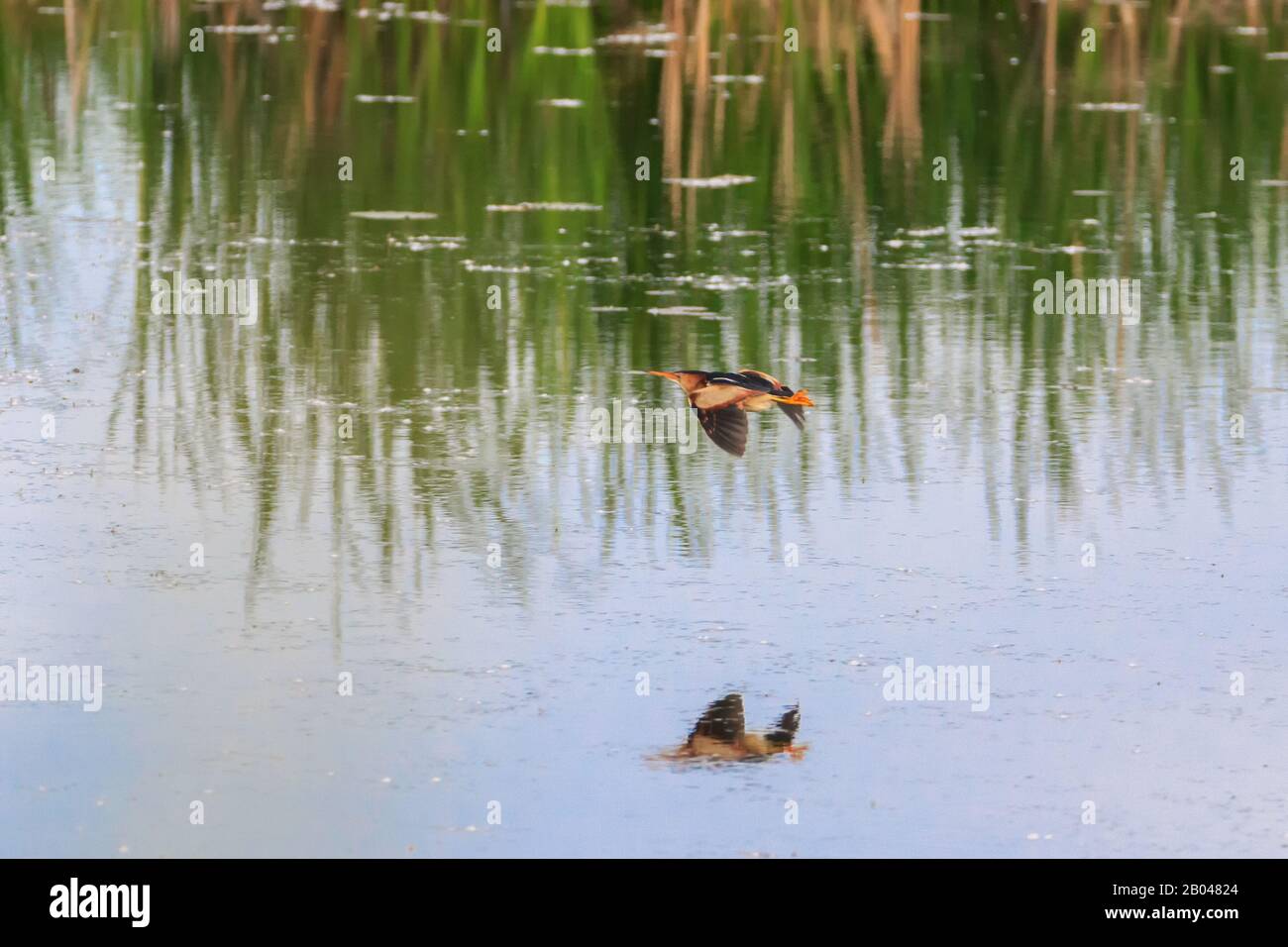 L'uccello di palude di Bittern che vola sopra stagno con i riflessi in acqua Foto Stock