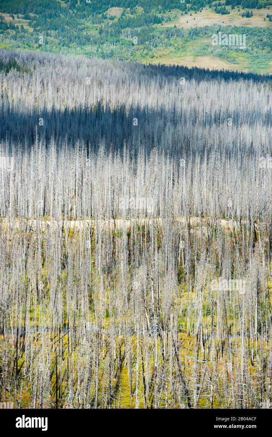 Vista degli alberi morti dal 28 luglio 2006, il fuoco dell'aquila rossa, che ha cominciato sul bordo orientale del parco nazionale del ghiacciaio, Montana, Stati Uniti. Foto Stock