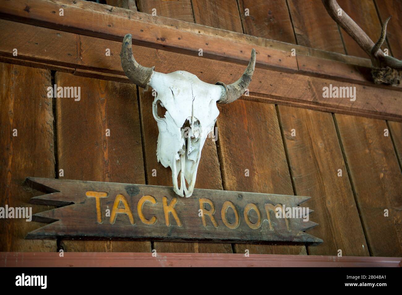 Cranio di mucca sul fienile al lago Flathead Lodge di Averill, un ranch dude vicino Kalispell, Montana, Stati Uniti. Foto Stock