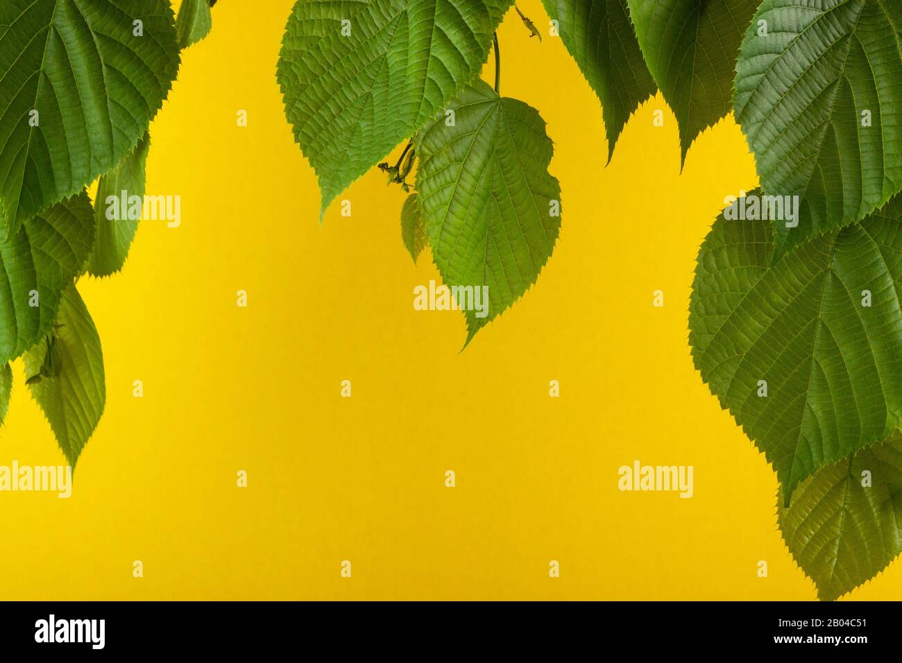 sfondo in marmo verde con foglie di tiglio Foto Stock
