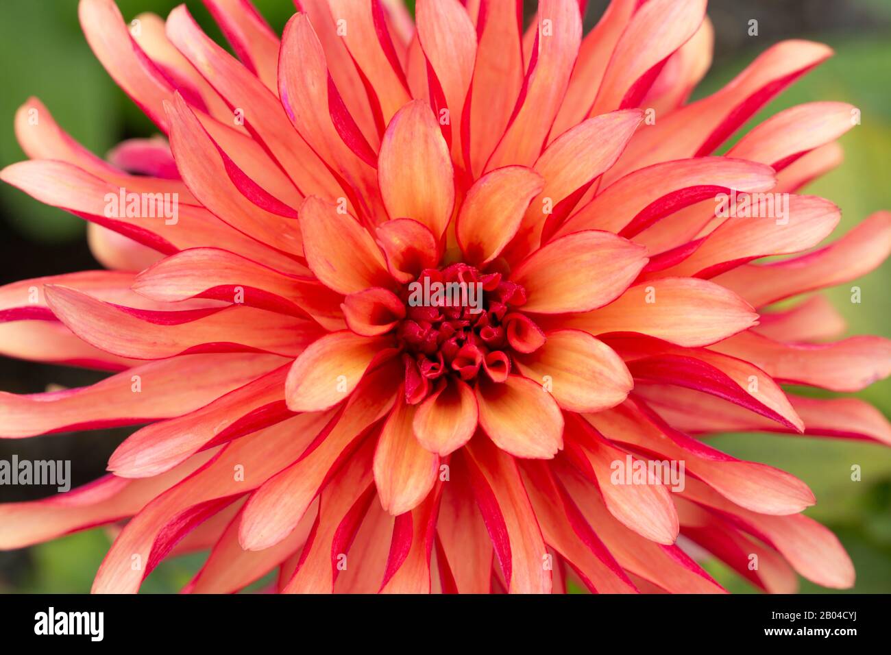 I dettagli di una splendida dahlia in fiore. Foto Stock