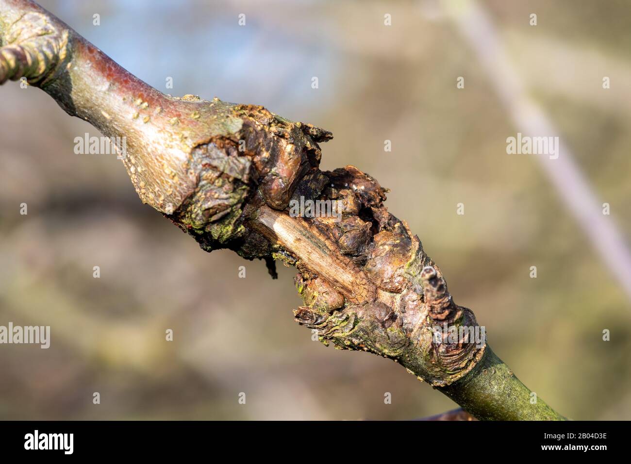 Primo piano di canker su un albero di mele Foto Stock