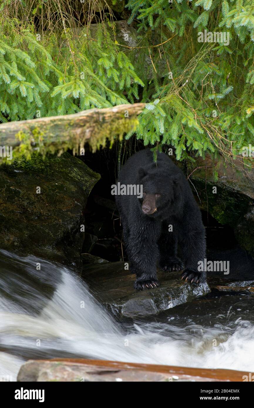 Orso nero americano (Ursus americanus) alla ricerca di salmone al torrente Neets Bay vivaio di pesce, canale di Behm nel sud-est dell'Alaska vicino Ketchikan, Stati Uniti. Foto Stock