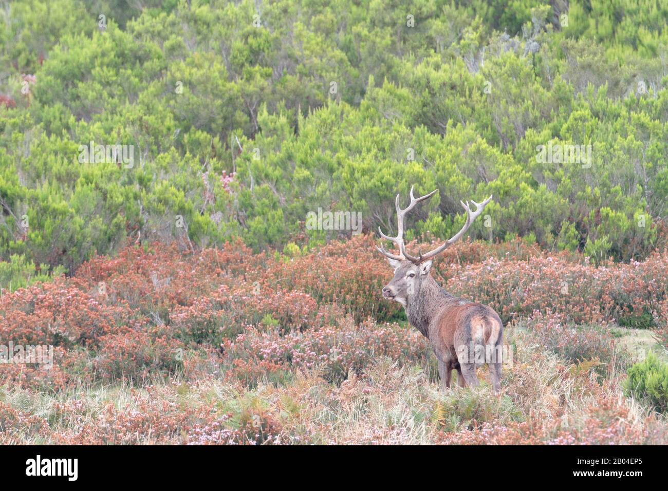 Sett. 21, 2017. Il muggito di Gorbeia parco naturale (paese basco). Foto Stock