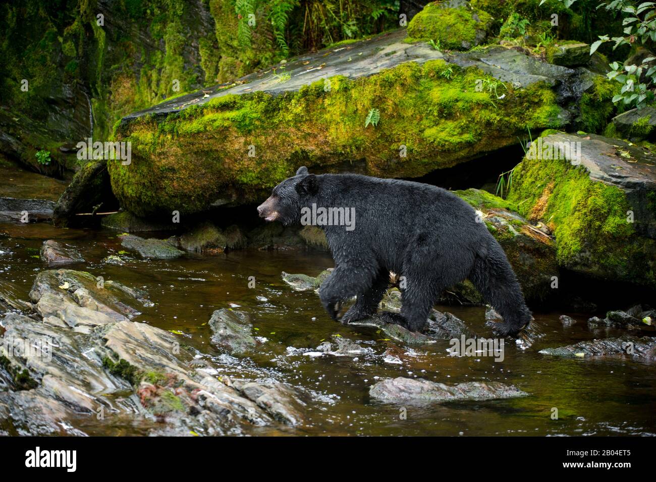 Orso nero americano (Ursus americanus) alla ricerca di salmone al torrente Neets Bay vivaio di pesce, canale di Behm nel sud-est dell'Alaska vicino Ketchikan, Stati Uniti. Foto Stock