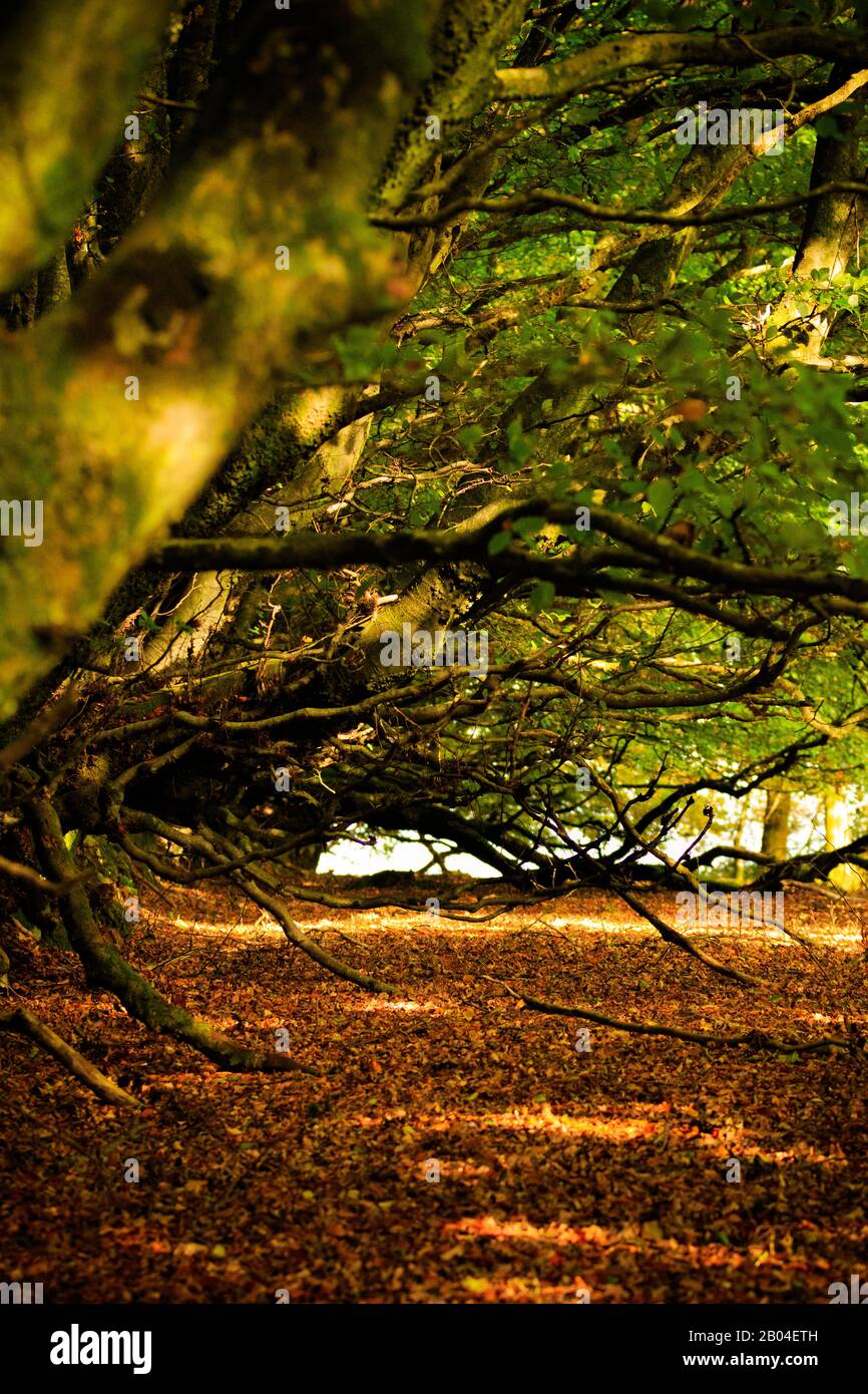 La Gioia Dell'Autunno Foto Stock