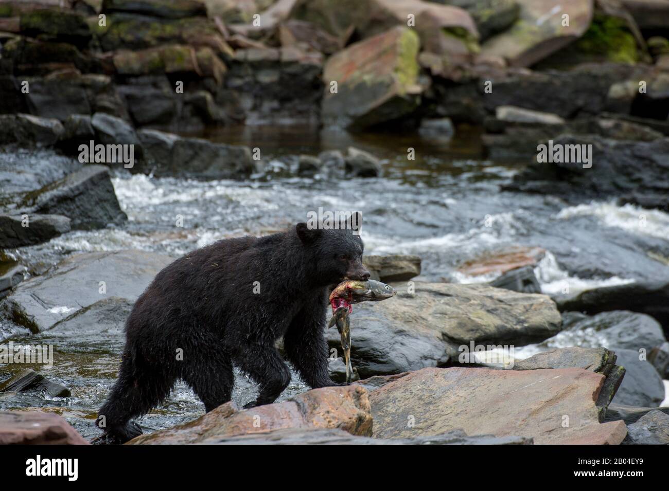 Orso nero americano (Ursus americanus) con salmone al torrente Neets Bay vivaio di pesce, canale di Behm nel sud-est dell'Alaska vicino Ketchikan, Stati Uniti. Foto Stock