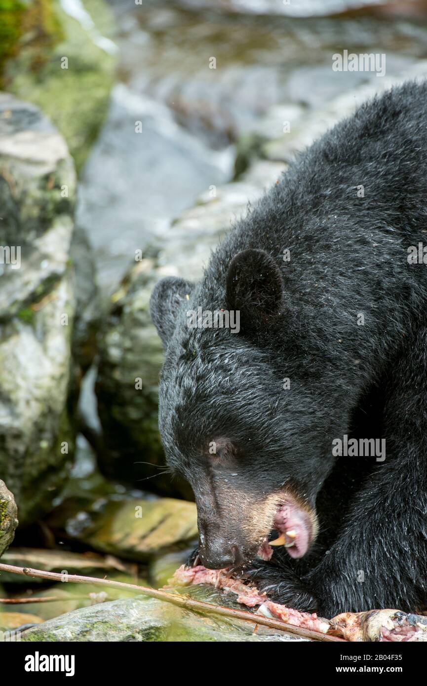 Orso nero americano (Ursus americanus) che alimenta sul salmone al torrente a Neets Bay vivaio di pesce, canale di Behm nel sud-est dell'Alaska vicino Ketchikan, Stati Uniti. Foto Stock