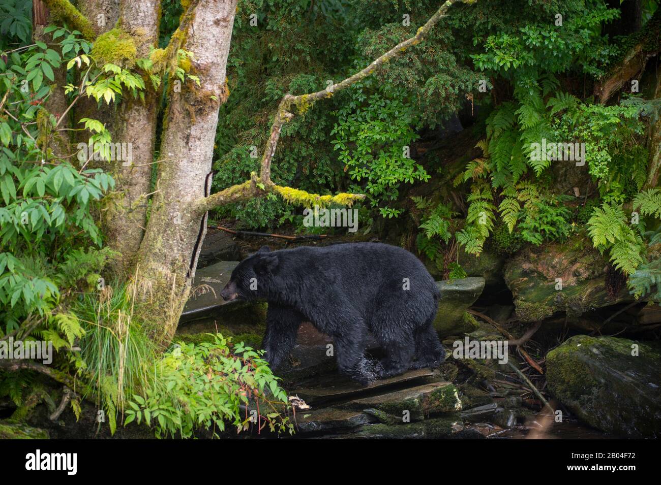 Orso nero americano (Ursus americanus) a Creek a Neets Bay pesce vivaio, Behm Canal nel sud-est dell'Alaska vicino Ketchikan, Stati Uniti. Foto Stock