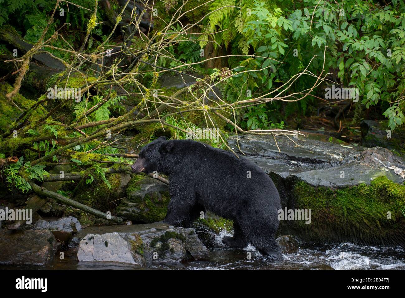 Orso nero americano (Ursus americanus) a Creek a Neets Bay pesce vivaio, Behm Canal nel sud-est dell'Alaska vicino Ketchikan, Stati Uniti. Foto Stock