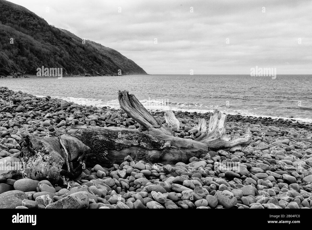 Faggio monocromatico con driftwood Foto Stock