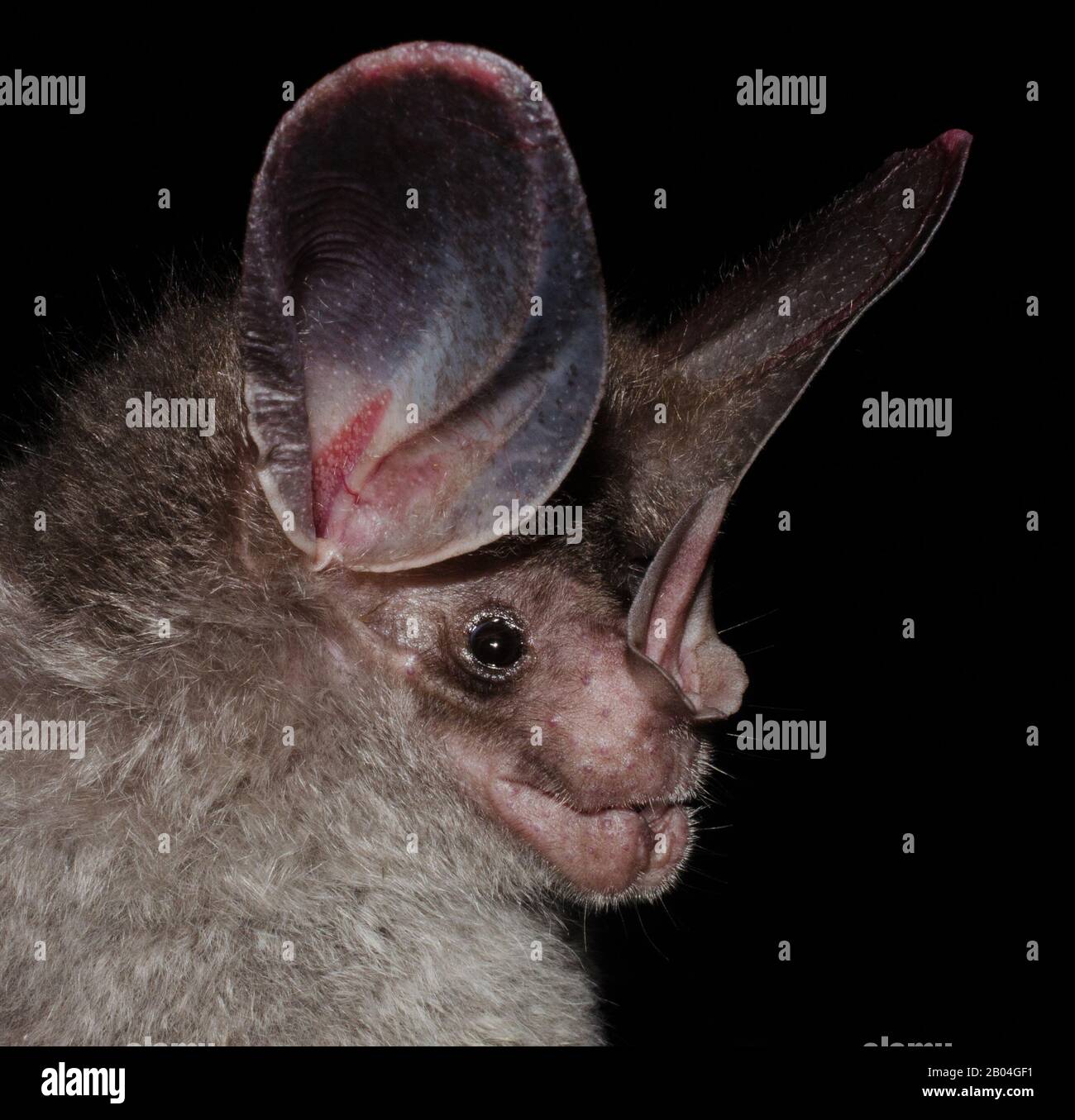 Ritratto del pipistrello brasiliano. Il pipistrello voluoso dalle grandi orecchie o (Pietro) pipistrello voluoso falso vampiro (Chrotopterus auritus). Foto Stock