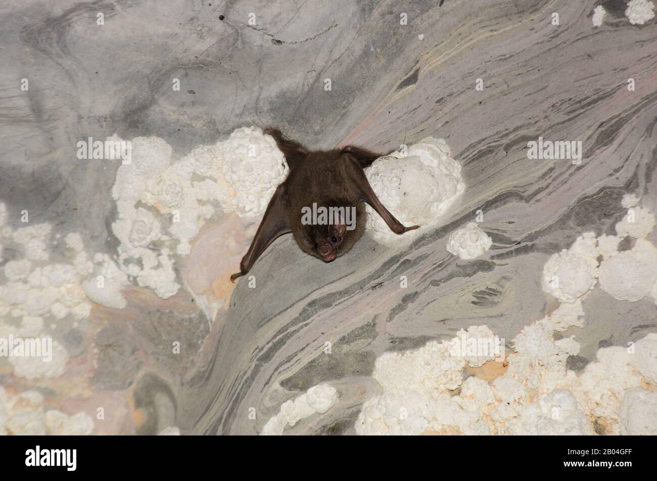 Vampire Bat (Dipylla ecaudata) a zampe pelose in una grotta calcarea Foto Stock