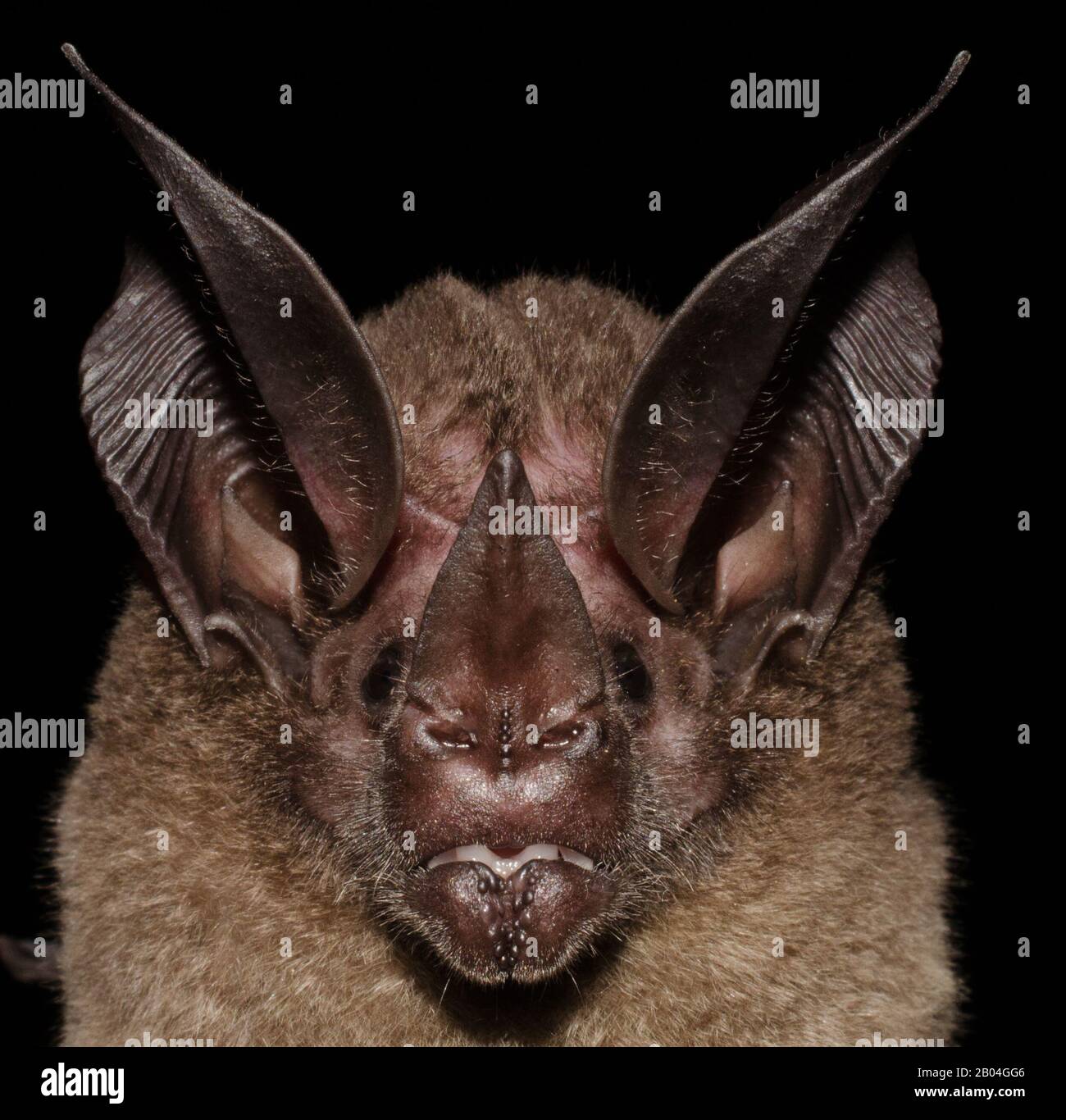 Ritratto del pipistrello Brazilin. Il pipistrello dalle orecchie rotonde a gola bianca (Lophostoma silvicolum). Foto Stock