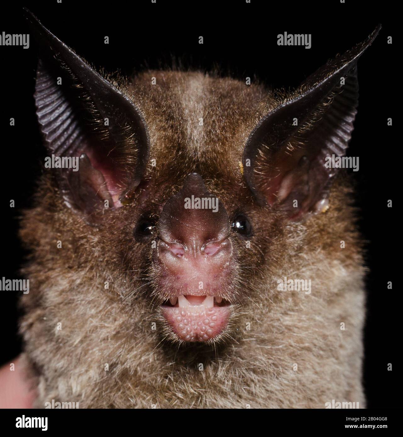 Ritratto del pipistrello brasiliano Tonatia saurophila (Bat a testa tonda a striscia). Foto Stock
