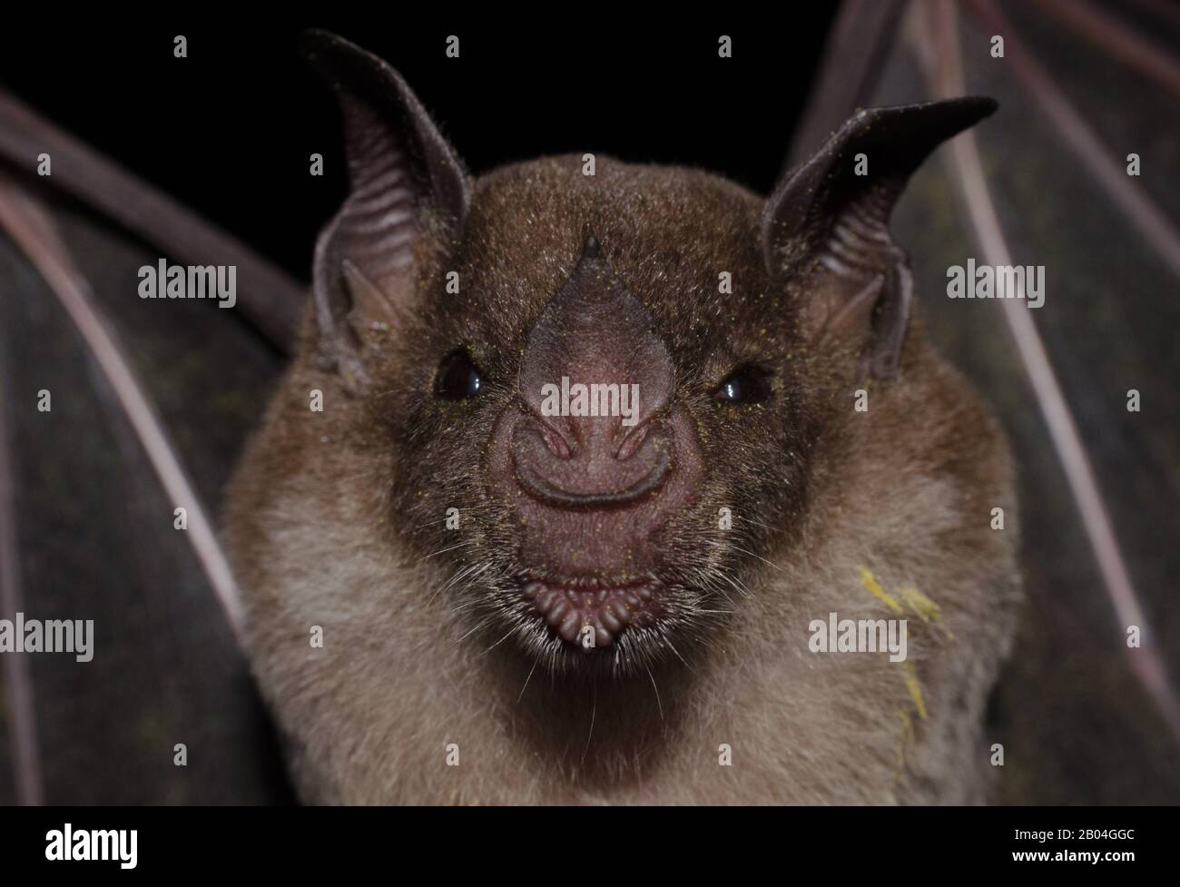 Ritratto della pipistrello brasiliana pale-Nosed pipistrello (Phyllostomus scoloror) Foto Stock