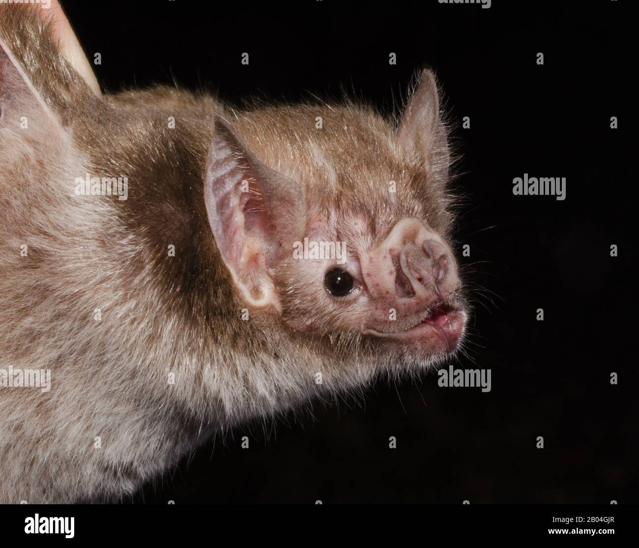 Il vampire bat comune (Desmodus rotundus) è un piccolo pipistrello a foglia nativo delle Americhe. È una delle tre specie esistenti di pipistrello vampiro. Foto Stock