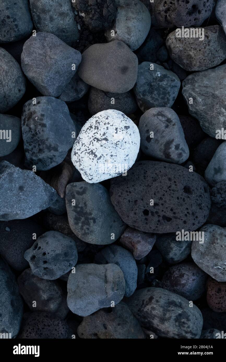 Singola roccia bianca contro rocce basaltiche vulcaniche nere in Islanda Foto Stock