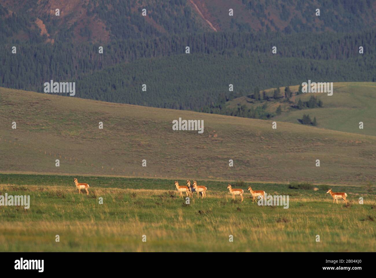 Un gruppo di antilopi di Pronhorn (Antirocapra americana) al Red Rock Lakes National Wildlife Refuge nel Montana occidentale negli Stati Uniti. Foto Stock