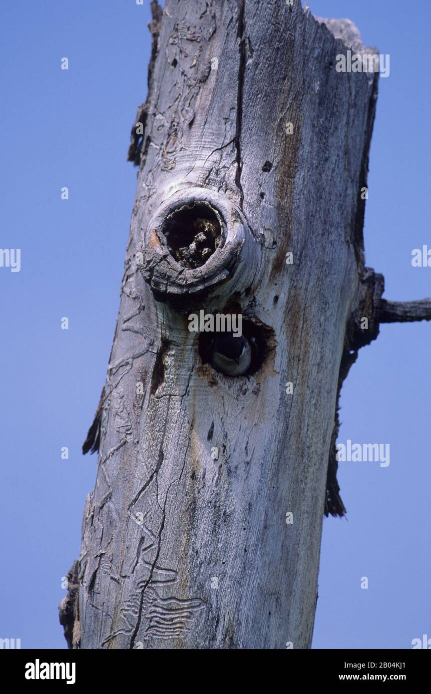 Una rondine ad albero (Tachycineta bicolore) sta sbucciando fuori dal foro di nidificazione in un albero morto al Red Rock Lakes National Wildlife Refuge in Western Manta Foto Stock