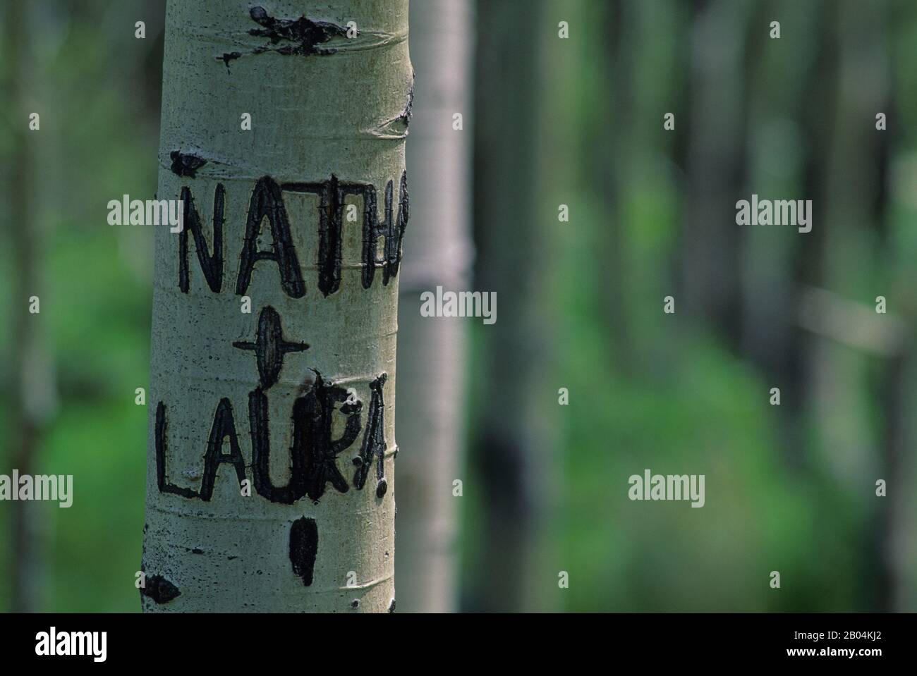 Graffiti di alberi scolpiti in un albero di Aspen al Red Rock Lakes National Wildlife Refuge nel Montana occidentale negli Stati Uniti. Foto Stock