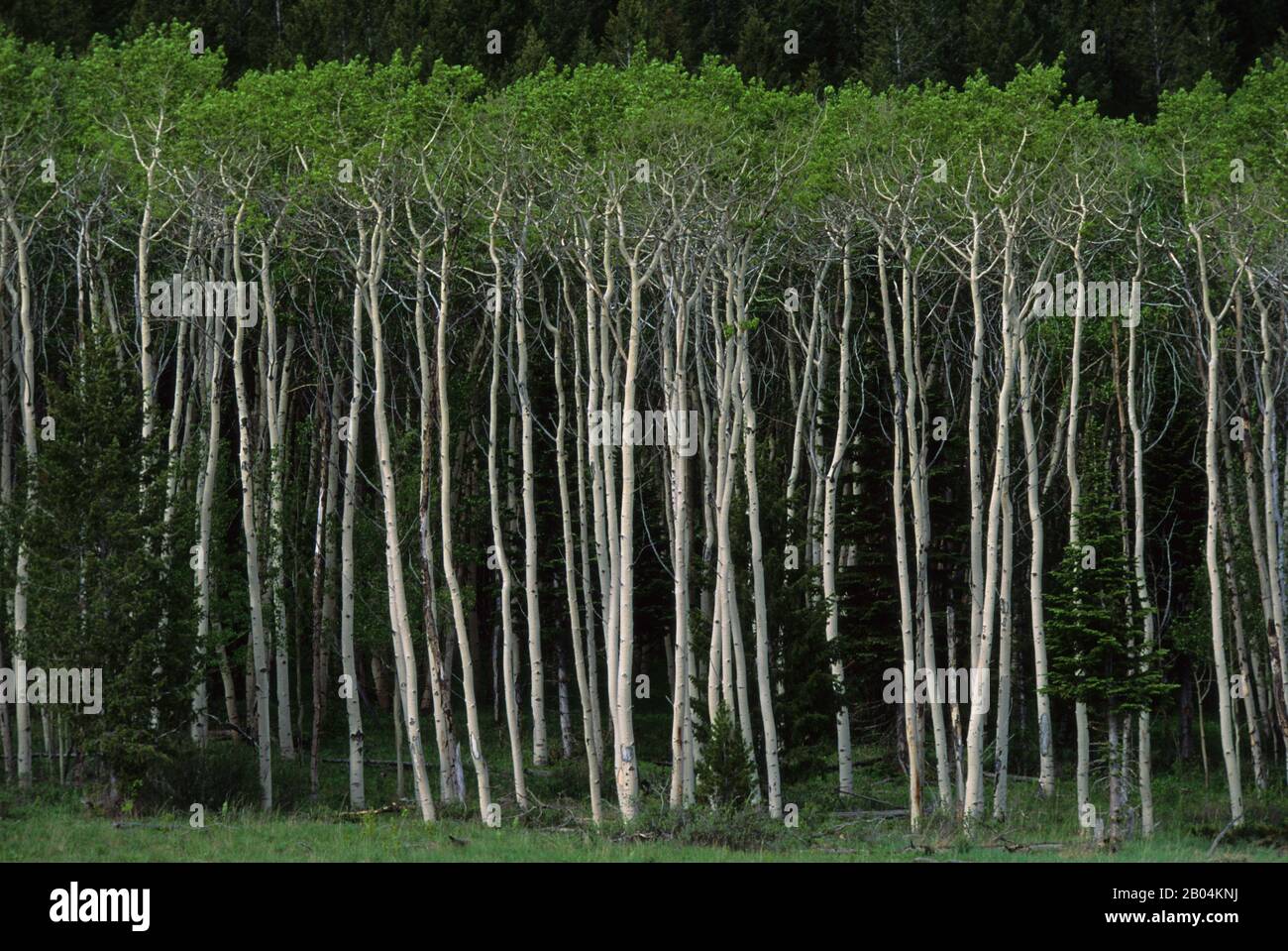 Vista di un gruppo di alberi di aspen al Red Rock Lakes National Wildlife Refuge nel Montana occidentale degli Stati Uniti. Foto Stock