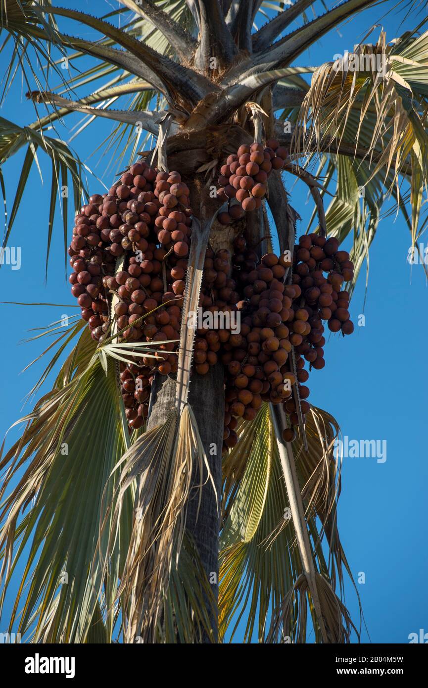 Un albero di palma ventilatore con frutti vicino Chitabe nel Delta di Okavango nella parte settentrionale del Botswana. Foto Stock