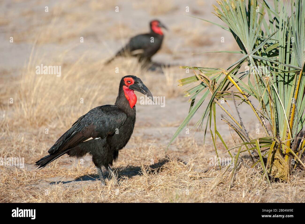 Hornbills terra meridionale (Bucorvus leadbeateri) alla ricerca di cibo vicino Chitabe nel Delta di Okavango nella parte settentrionale del Botswana. Foto Stock