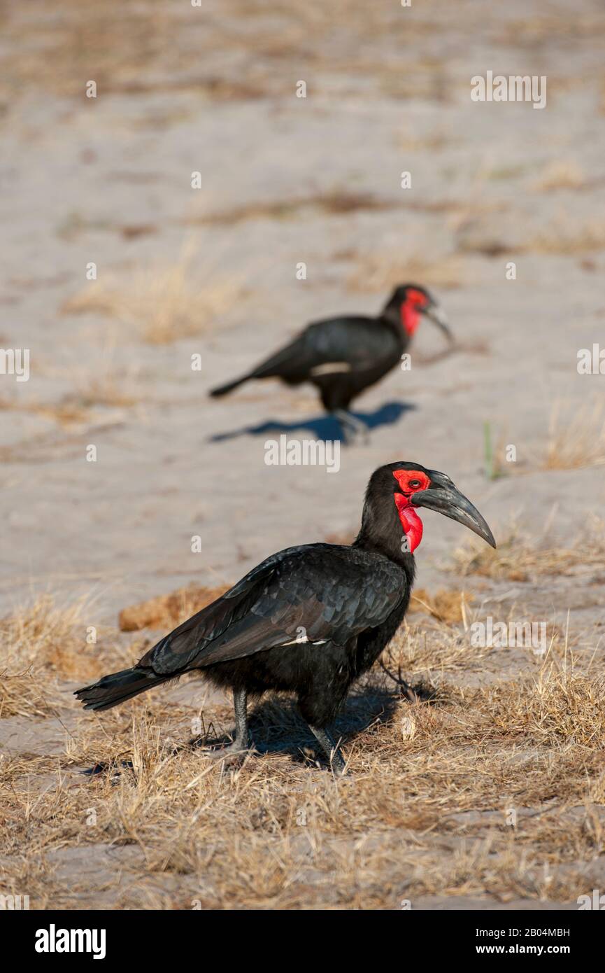Hornbills terra meridionale (Bucorvus leadbeateri) alla ricerca di cibo vicino Chitabe nel Delta di Okavango nella parte settentrionale del Botswana. Foto Stock