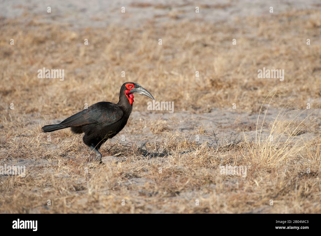 Hornbill terreno meridionale (Bucorvus leadbeateri) alla ricerca di cibo vicino a Chitabe nel Delta dell'Okavango nella parte settentrionale del Botswana. Foto Stock