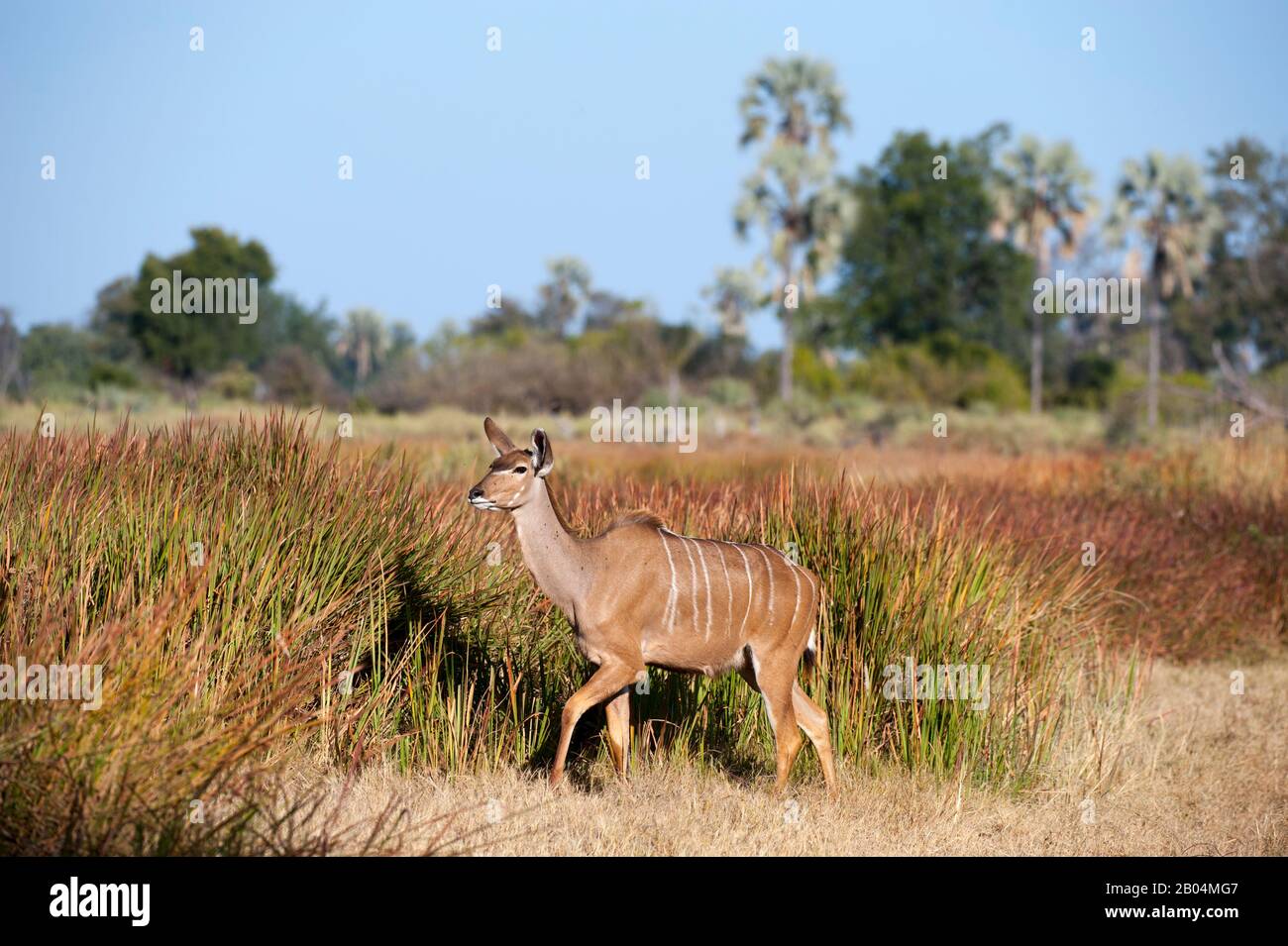 Una femmina Kudu vicino a Chitabe nel Delta dell'Okavango nella parte settentrionale del Botswana. Foto Stock