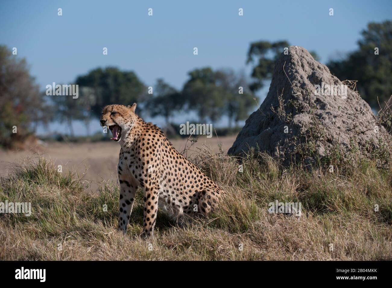 A Cheetah (Acinonyx jubatus) di fronte alla collina termita nella zona di Chitabe del Delta dell'Okavango nella parte settentrionale del Botswana. Foto Stock