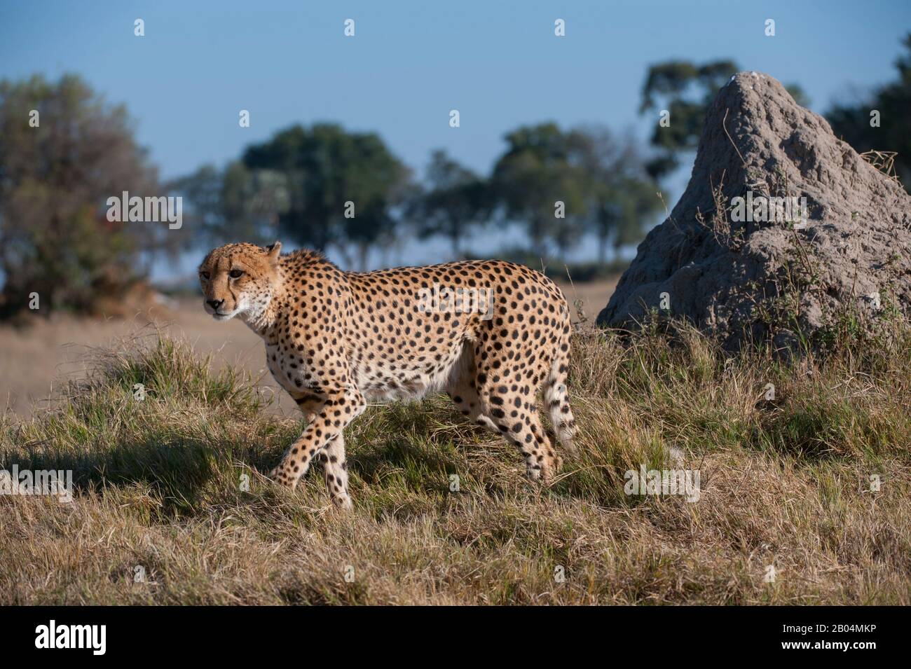 A Cheetah (Acinonyx jubatus) di fronte alla collina termita nella zona di Chitabe del Delta dell'Okavango nella parte settentrionale del Botswana. Foto Stock