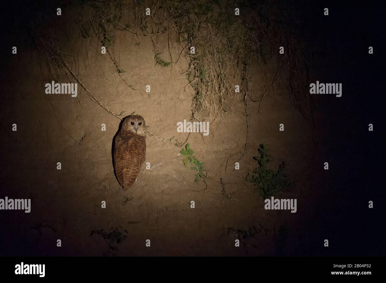 Il pel's fishing owl (Scotopelia peli) di notte arroccato su una riva del fiume nel Parco Nazionale di Luangwa Sud nello Zambia orientale. Foto Stock