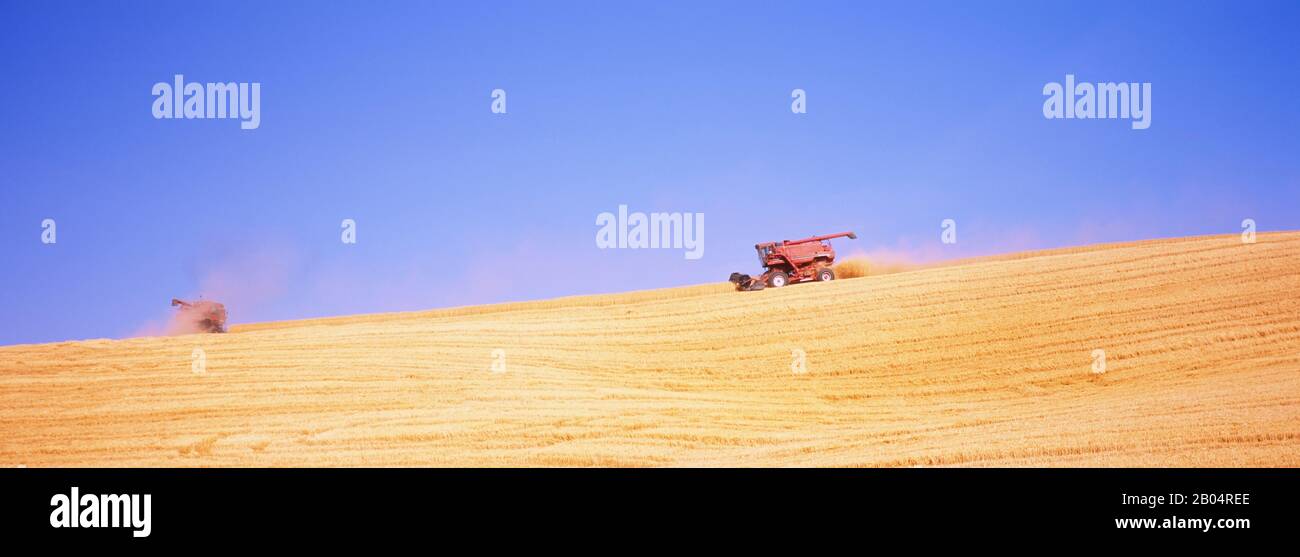 Mietitrebbia che raccoglie raccolto di grano in un campo, Stato di Washington, Stati Uniti Foto Stock