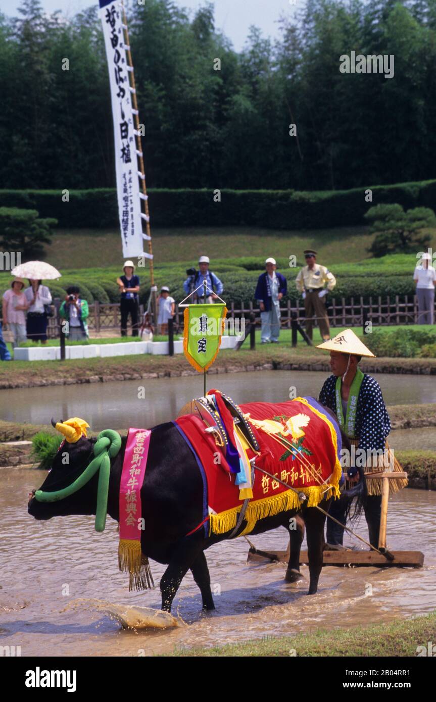 Un contadino locale in costumi tradizionali sta arando un campo di riso con un bue durante un festival contadino nel Giardino Korakuen, un giardino giapponese situato Foto Stock