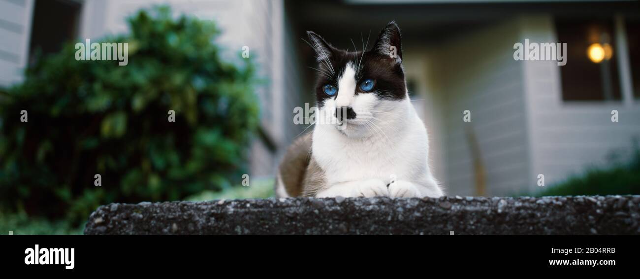 Gatto seduto su un gradino di fronte a una casa, Washington state, USA Foto Stock