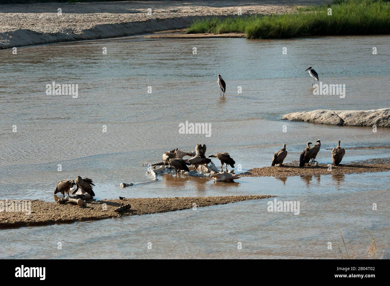 Avvoltoi che si nutrono di resti di una giraffa morta al Sand River nella Sabi Sands Game Reserve adiacente al Kruger National Park in Sud Africa. Foto Stock