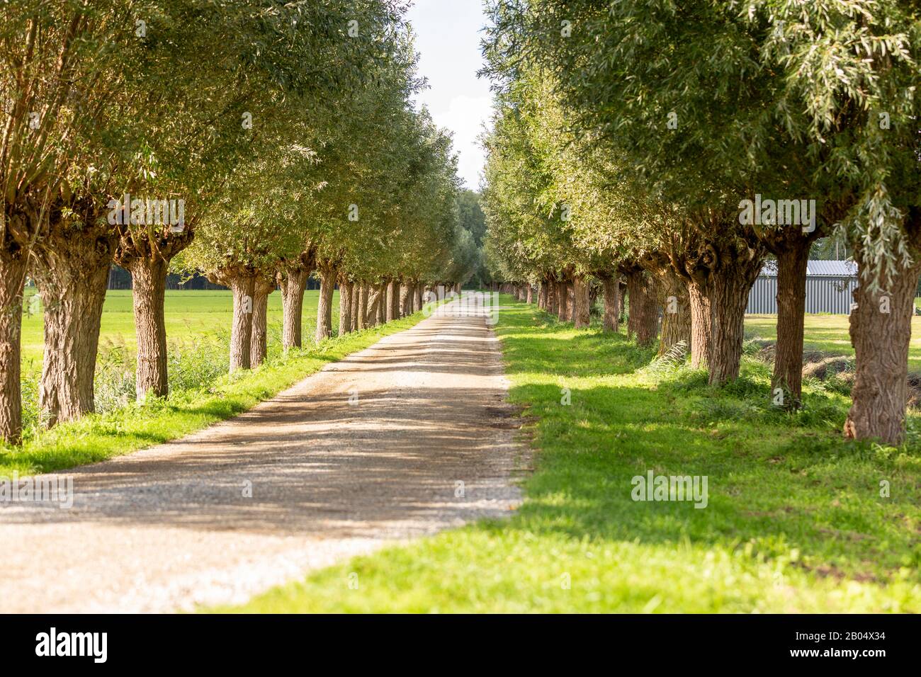 Pollard salice su una strada di campagna chiamata la Menneweg attraverso le praterie di Sassenheim nei Paesi Bassi Foto Stock