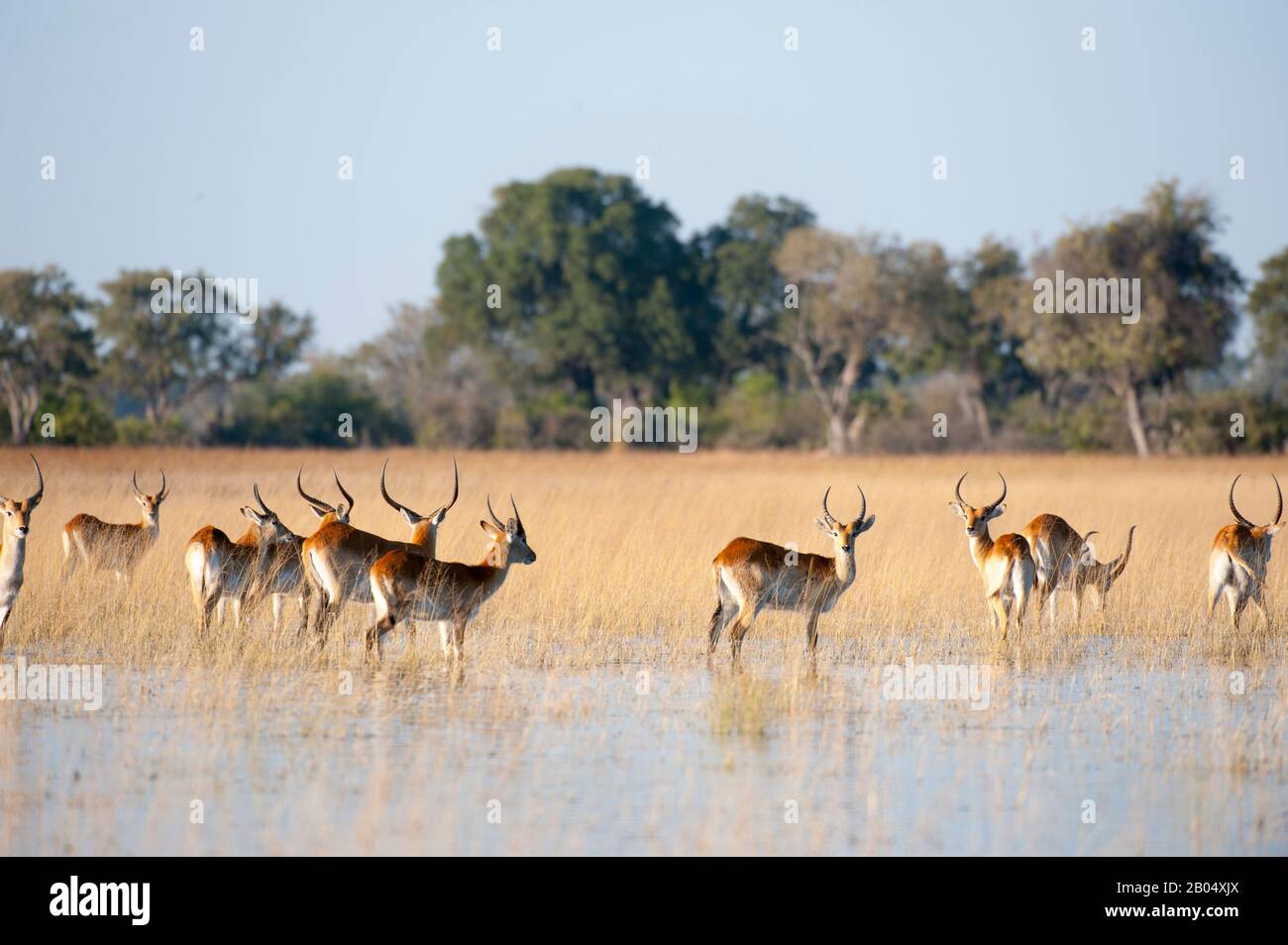 Una branco di lecci rossi (Kobus leche) nella palude delle pianure di Vumbura nel Delta dell'Okavango nella parte settentrionale del Botswana. Foto Stock